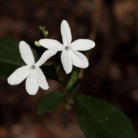 Pseuderanthemum latifolium (Vahl) B.Hansen